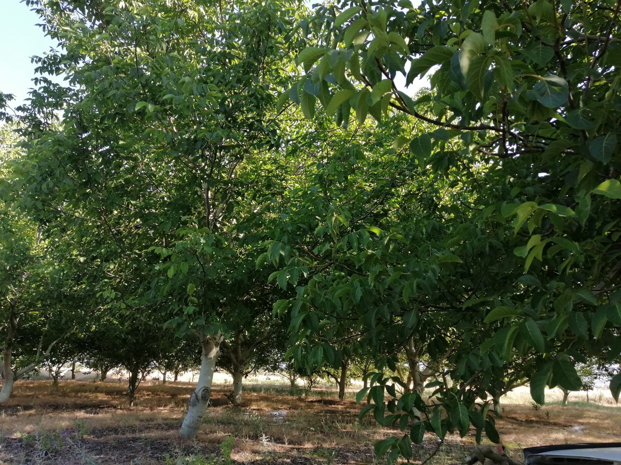 Denizli Acıpayam'daki Karmen ceviz bahçesinin ağaçları